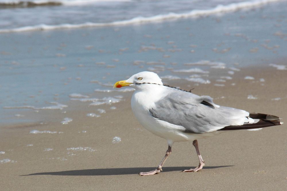 Walking seagull close up. Free public domain CC0 photo.