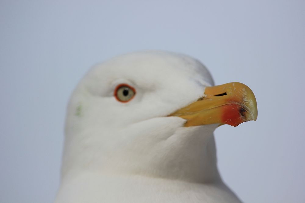 Seagull face close up. Free public domain CC0 photo.