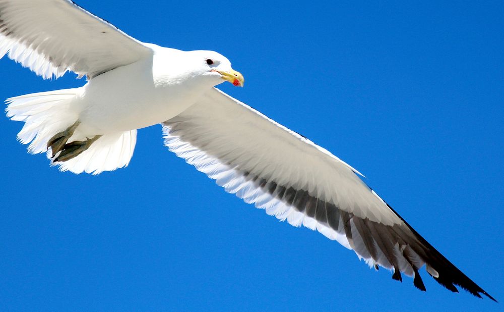 Flying seagull close up. Free public domain CC0 photo.