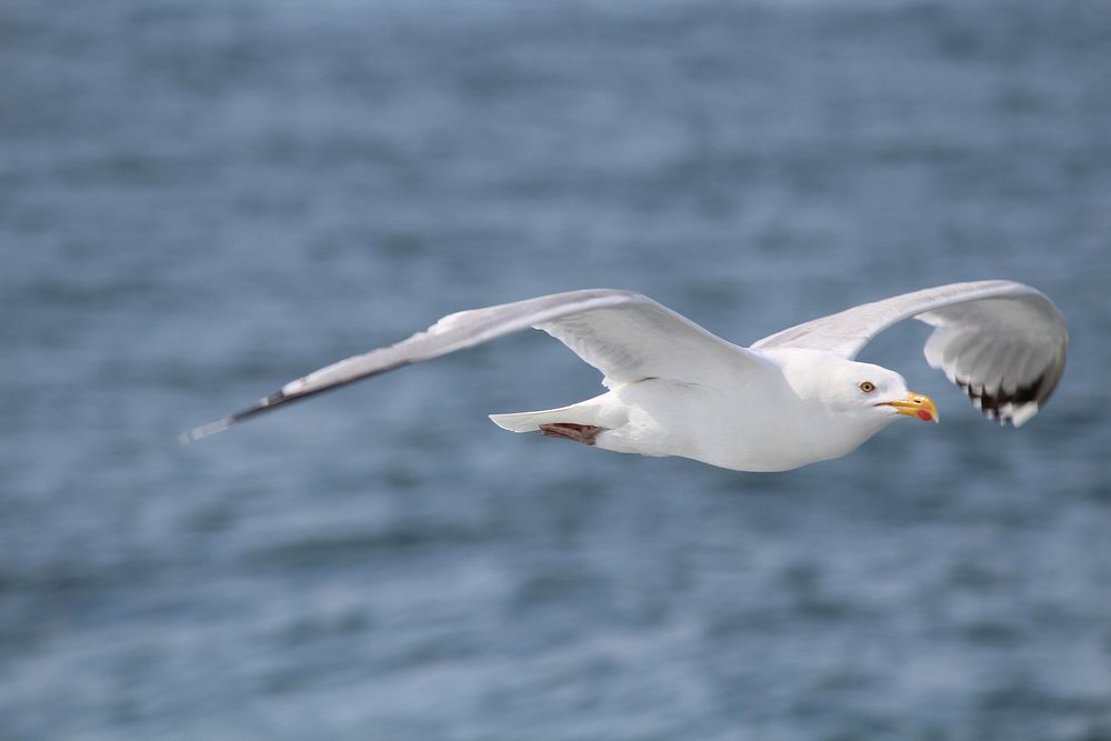 Flying seagull close up. Free public domain CC0 photo.