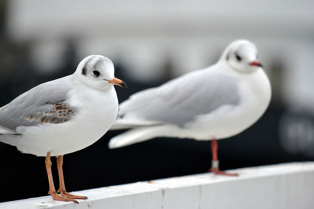 Two seagulls standing together. Free public domain CC0 photo.