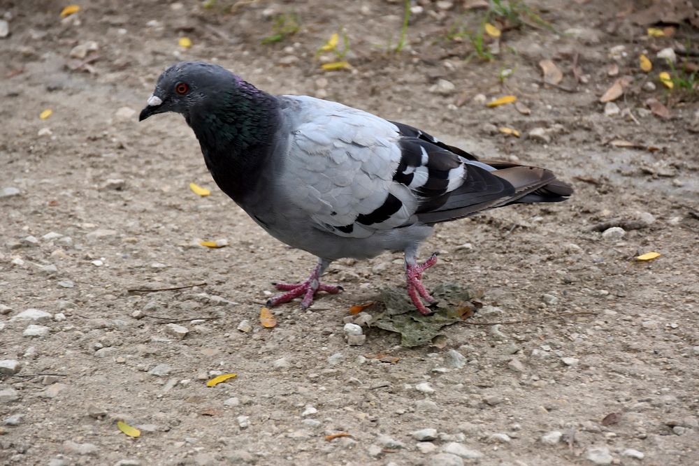 City pigeon, bird photo. Free public domain CC0 image.