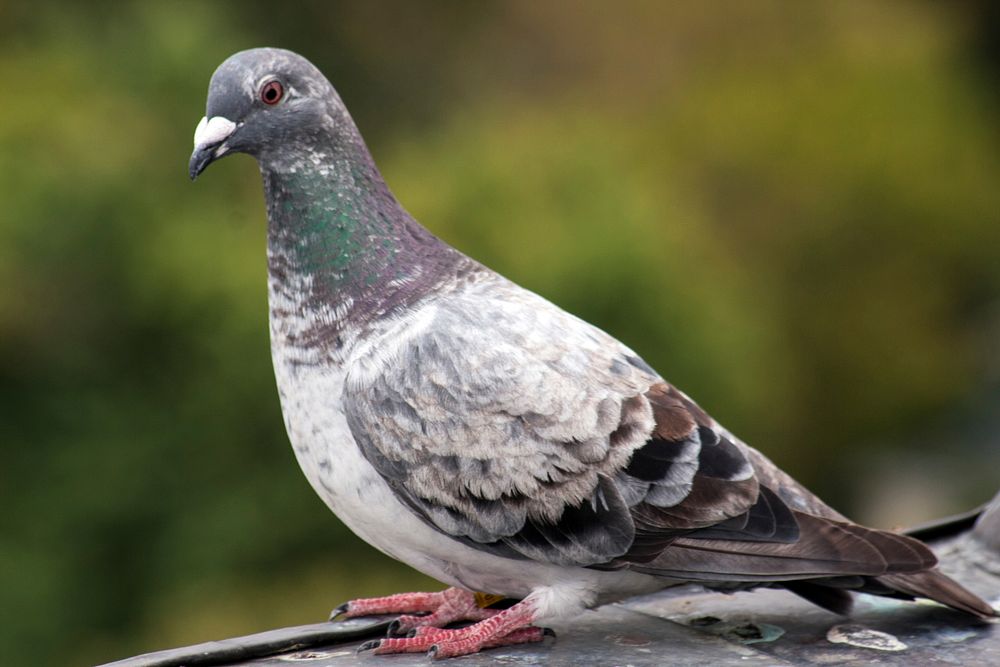 City pigeon, bird photo. Free public domain CC0 image.