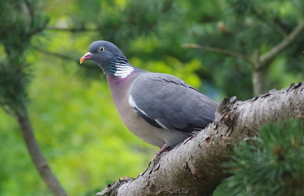 Pigeon sitting in tree. Free public domain CC0 image.