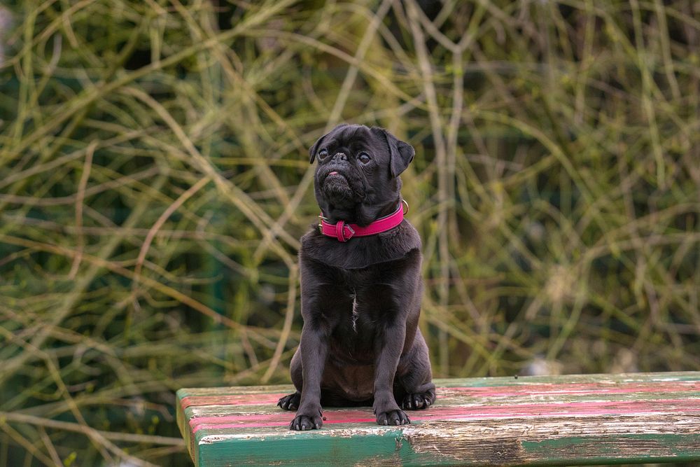 Black dog sitting on wooden bench. Free public domain CC0 photo.