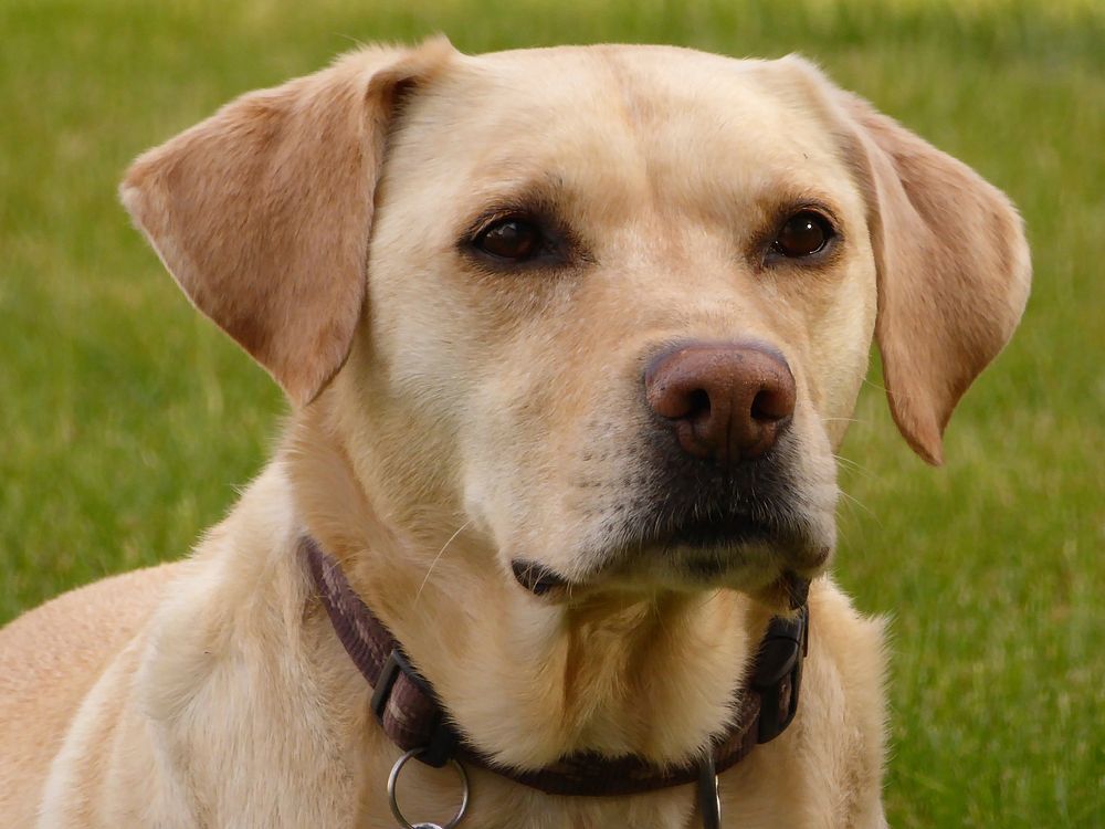 Labrador retriever face. Free public domain CC0 photo.