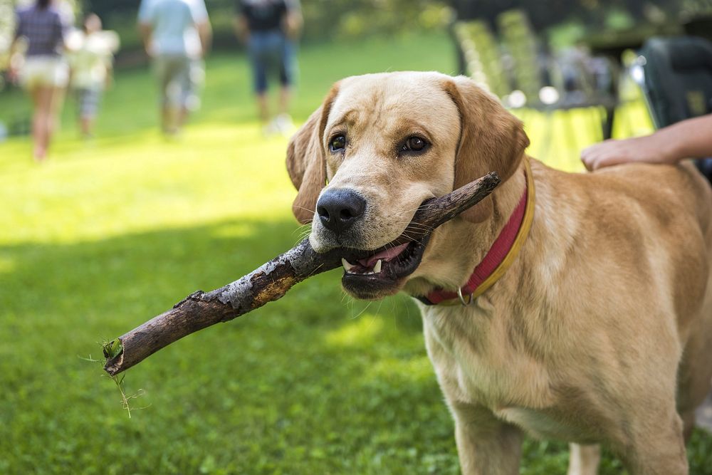 Dog holding wood stick in mouth. Free public domain CC0 photo