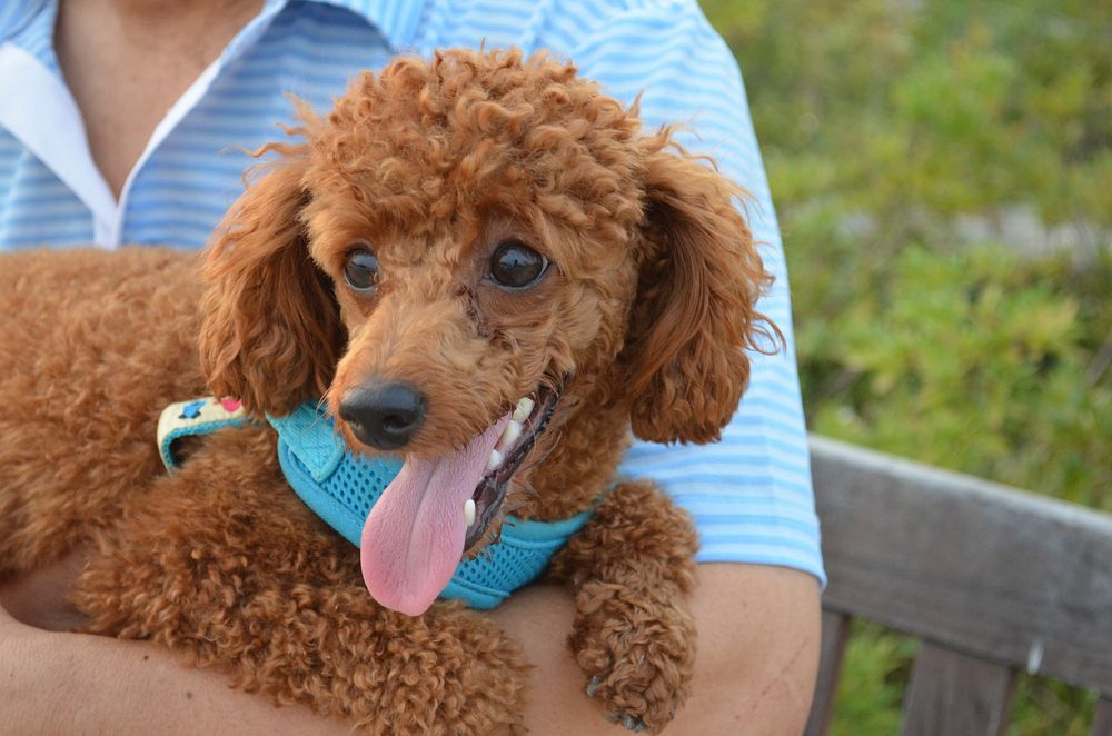 Brown poodle held in person's arm. Free public domain CC0 photo