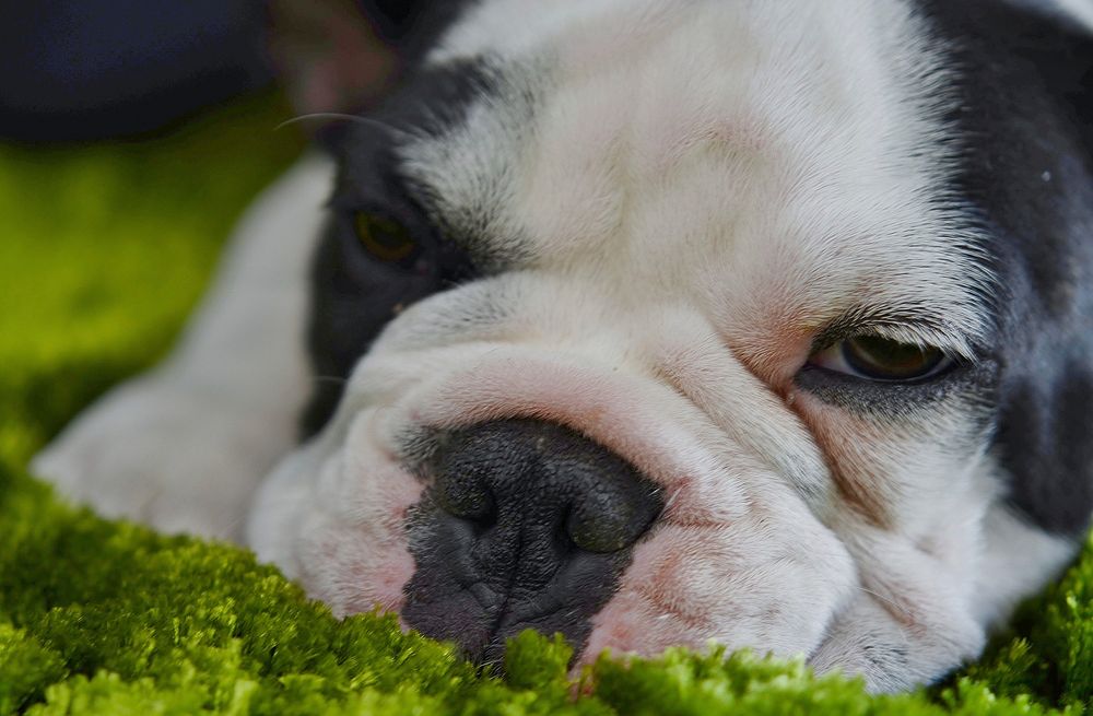 Close up face of black and white dog lying on grass. Free public domain CC0 photo.