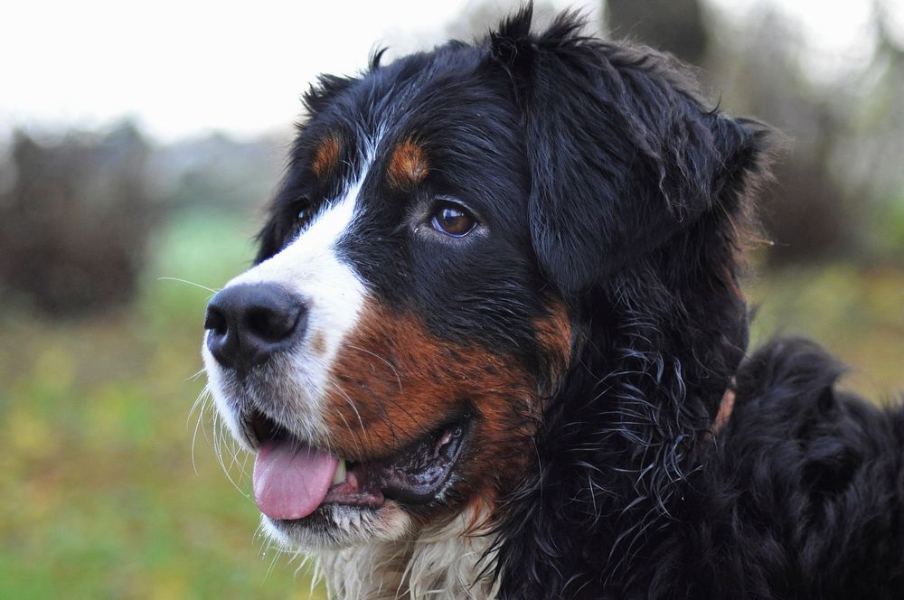 Appenzeller dog close up face. Free public domain CC0 photo.