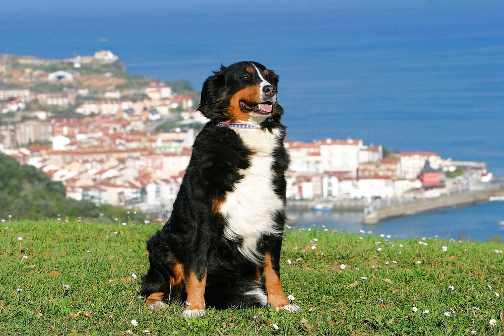 Appenzeller dog sitting near sea. Free public domain CC0 photo.