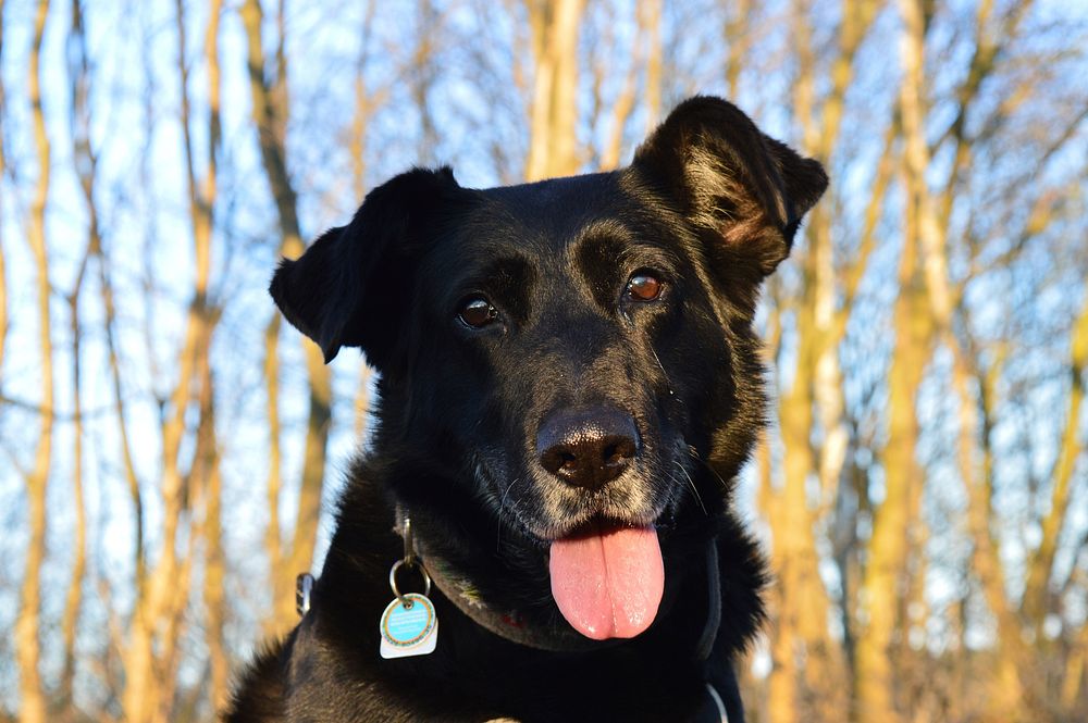 Black dog with tongue out. Free public domain CC0 photo.