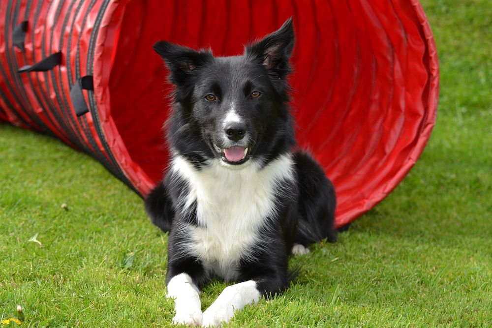 Black & white dog sitting at playground. Free public domain CC0 photo.