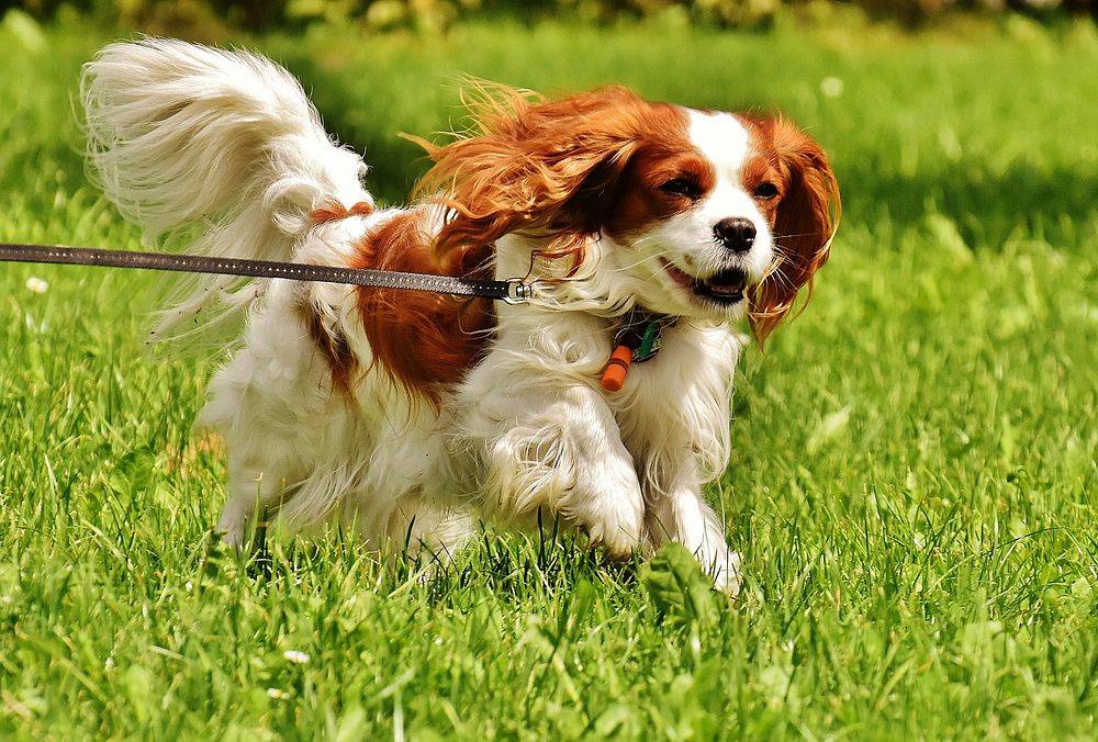 White & brown furry dog with leash running on grass. Free public domain CC0 photo.