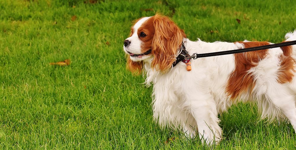 White & brown furry dog with leash. Free public domain CC0 photo.