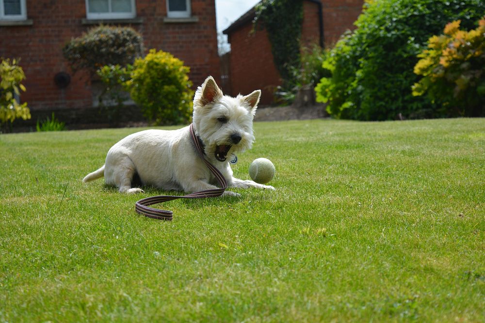 White furry dog playing tennis ball on grass field. Free public domain CC0 photo.