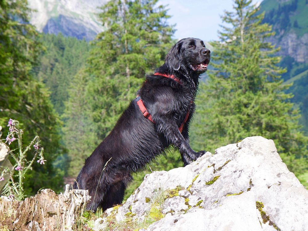 Black dog standing on rock. Free public domain CC0 photo