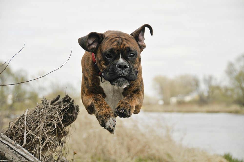 Bulldog jumping. Free public domain CC0 photo.