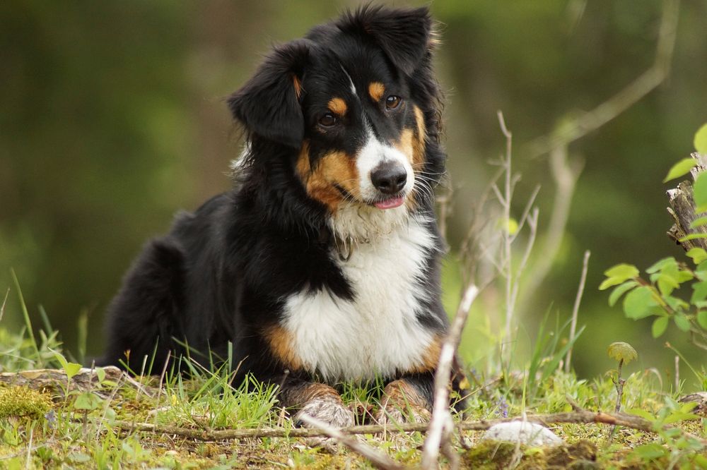 Appenzeller dog. Free public domain CC0 photo.