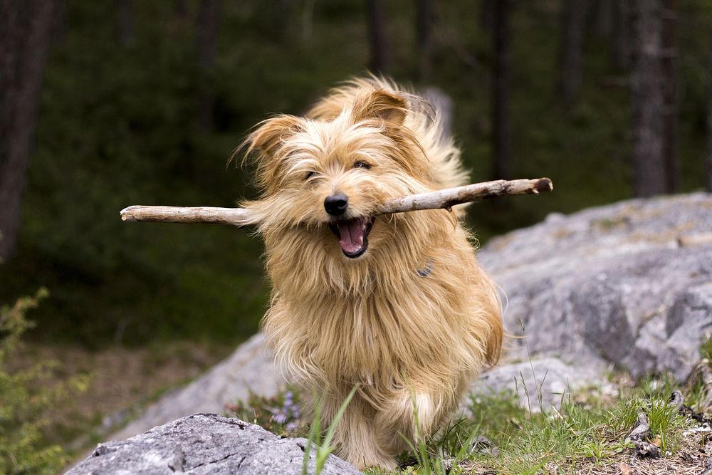 Brown furry dog holding wooden stick. Free public domain CC0 photo.