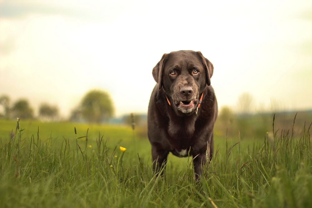 Black labrador retriever in grass field. Free public domain CC0 photo.