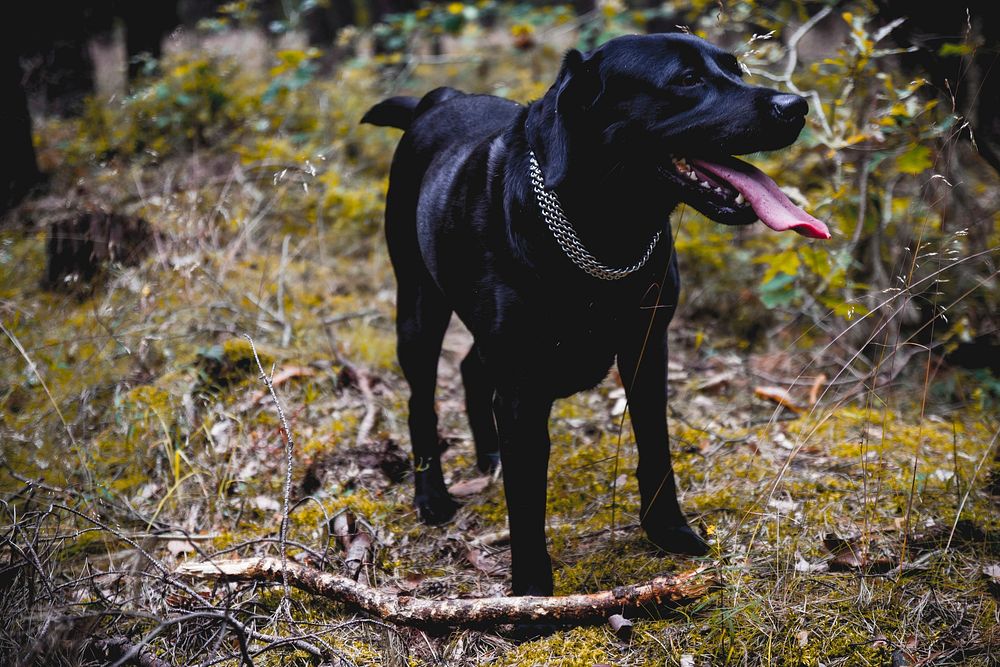 Black dog with metal collar on grass. Free public domain CC0 photo.