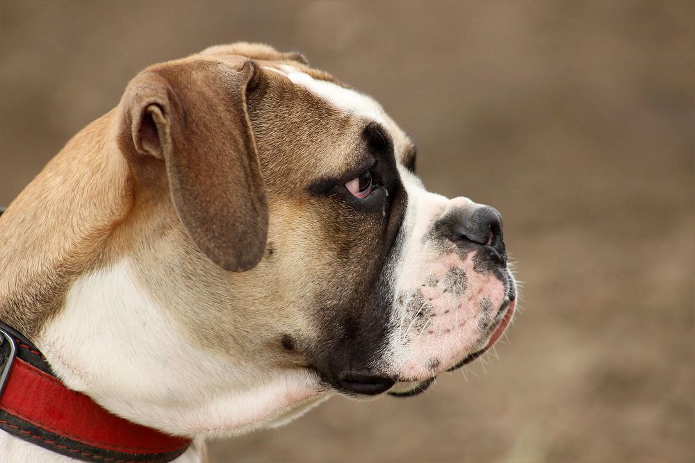 Bulldog with red collar. Free public domain CC0 photo.