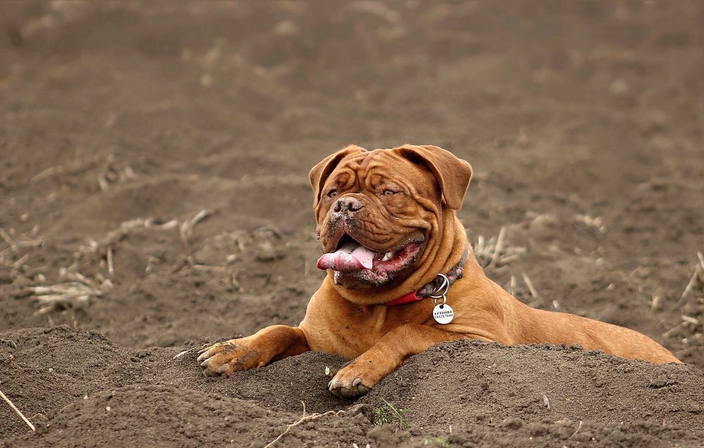 Brown bulldog on dirt floor. Free public domain CC0 photo.