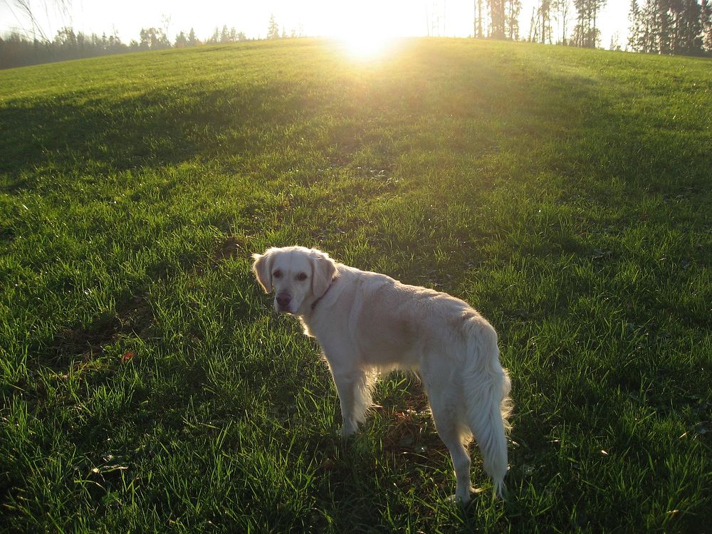 White dog walking on grass with sunlight. Free public domain CC0 photo.