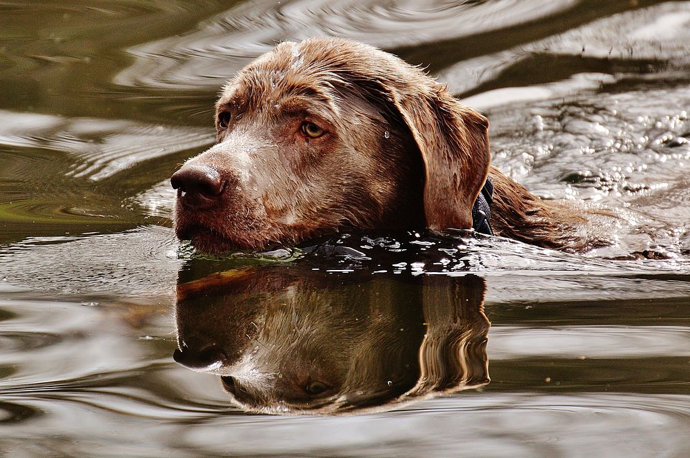 Dog swimming in river. Free public domain CC0 photo.