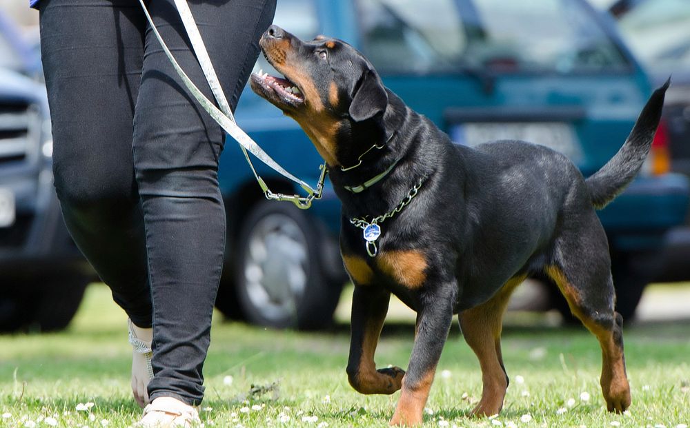 Rottweiler with leash walking with woman. Free public domain CC0 photo