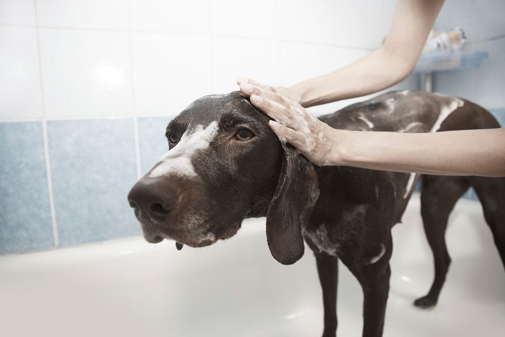 Dog in shower, animal photography. Free public domain CC0 image.