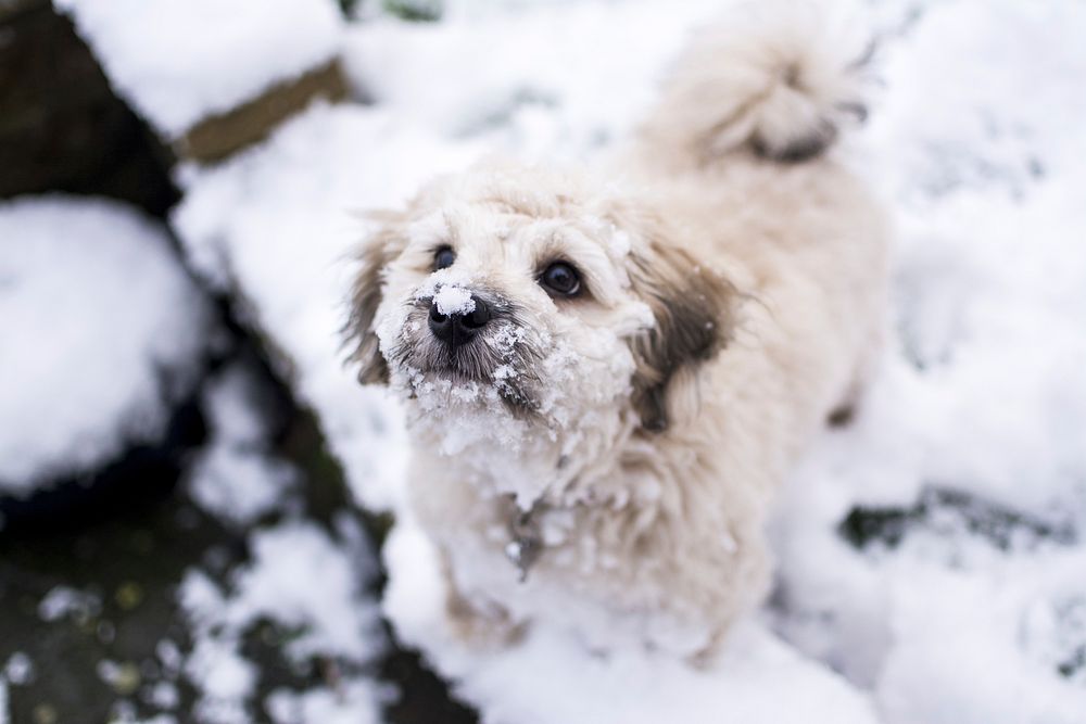 Dog in snow. Free public domain CC0 photo.