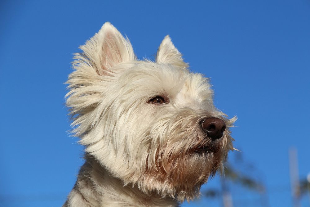 White furry dog close up face. Free public domain CC0 photo.