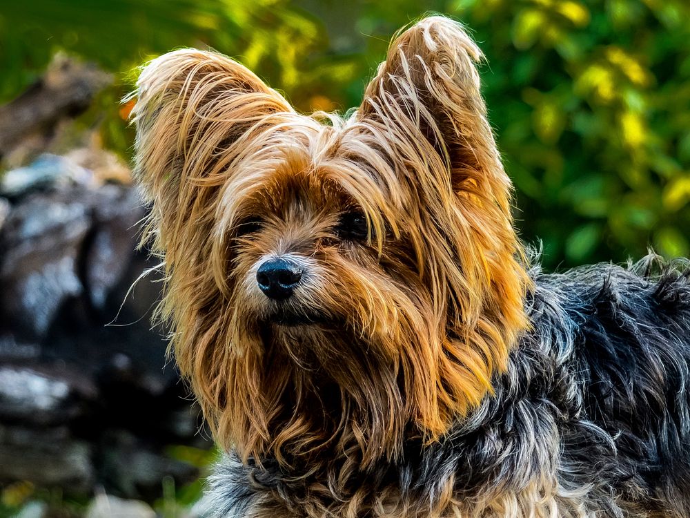 yorkshire terrier Free public domain CC0 photo.