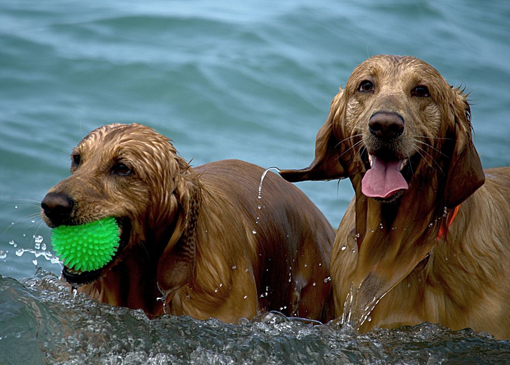 Golden retriever playing in water. Free public domain CC0 photo.