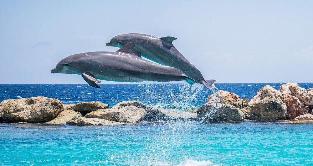Cute dolphins jumping together. Free public domain CC0 photo.