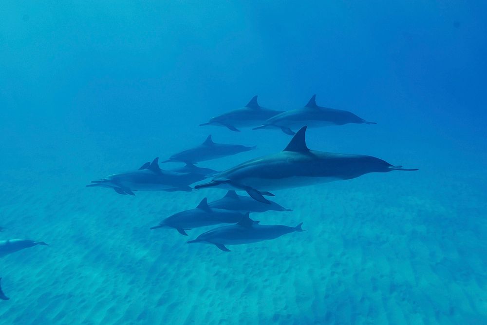 Dolphins swimming together. Free public domain CC0 image.