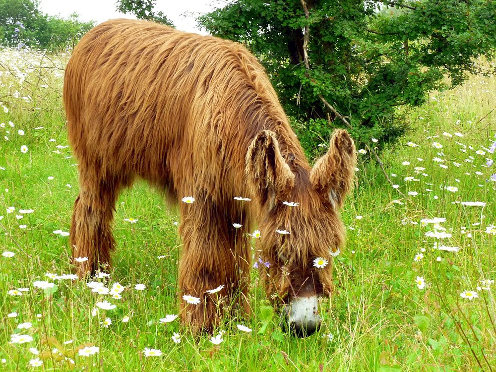Cute donkey, animal photography. Free public domain CC0 image.