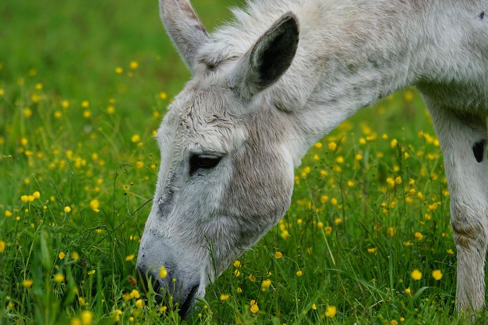 Cute donkey, animal photography. Free public domain CC0 image.