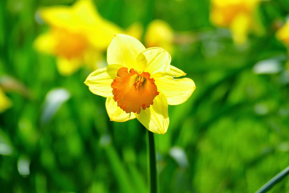 Daffodil background. Free public domain CC0 photo.