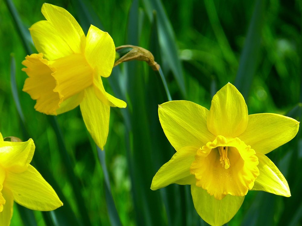 Daffodil background. Free public domain CC0 image.