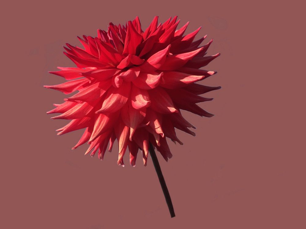 Red flower background. Free public domain CC0 photo.