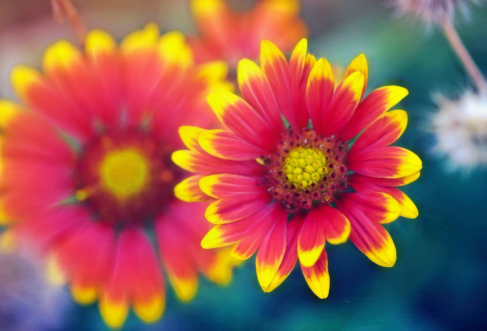 Red flower background, Indian blanket. Free public domain CC0 photo.