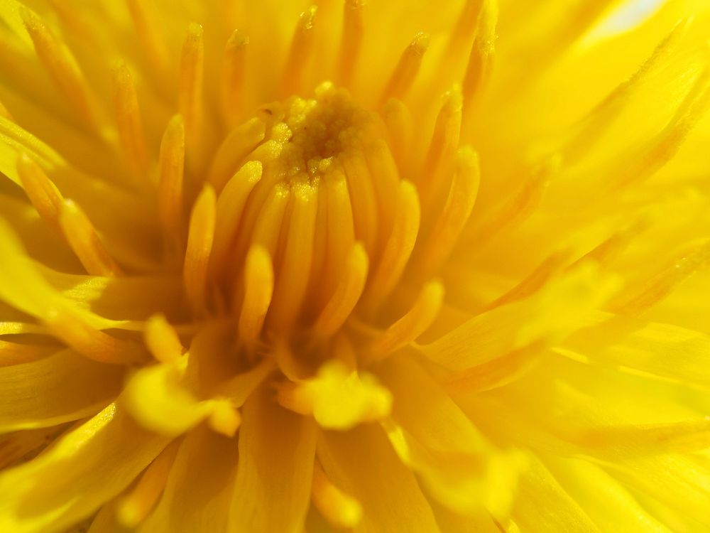 Yellow flower macro shot. Free public domain CC0 image.