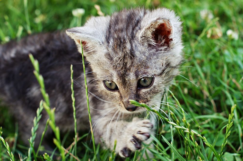 Cute little kitten image, free public domain CC0 photo.