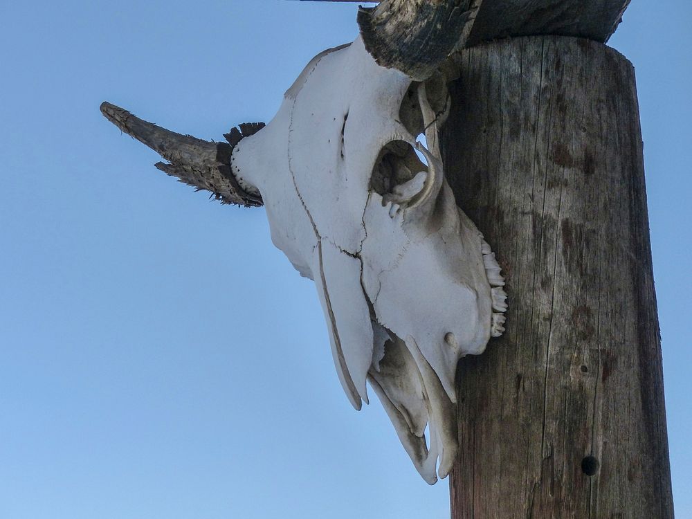 Bull skull and horns. Free public domain CC0 image.