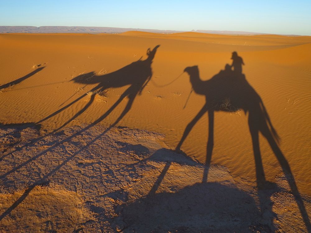Camel shadow in desert. Free public domain CC0 photo.