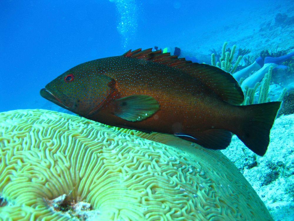 Darkfin hind fish close up. Free public domain CC0 photo.