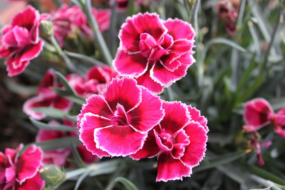 Pink carnation background. Free public domain CC0 image.